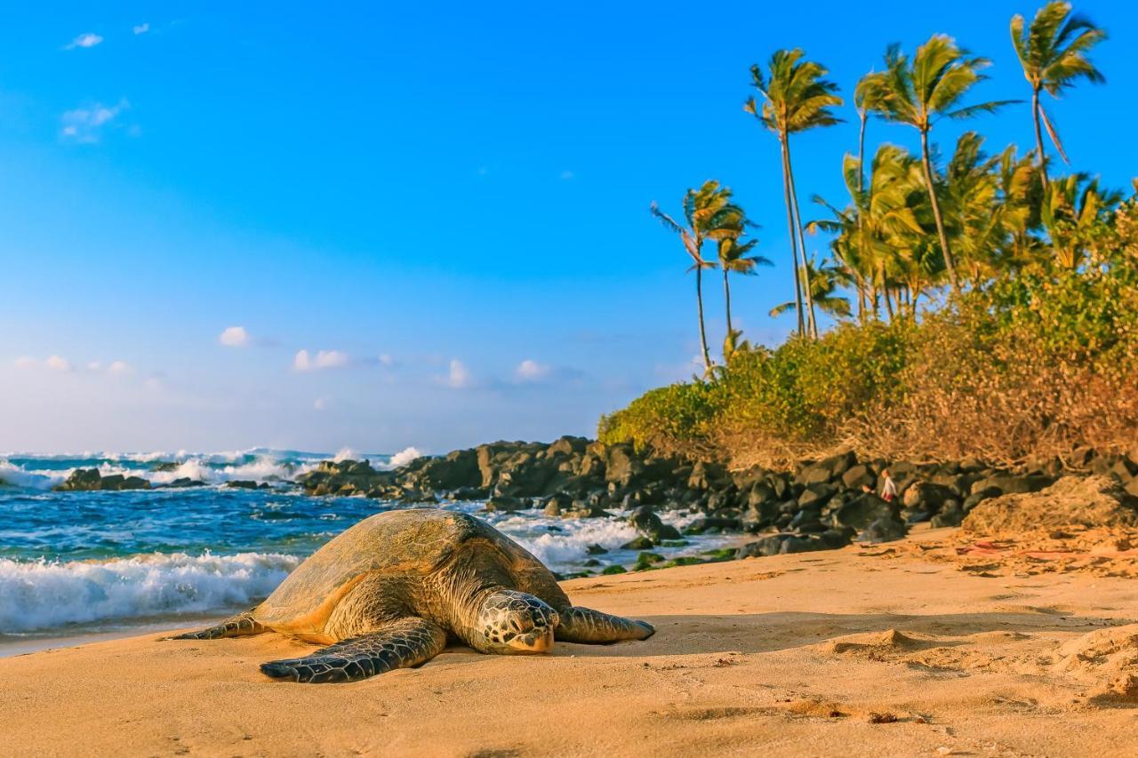 Maui Vista Condo 2410 كيهي المظهر الخارجي الصورة